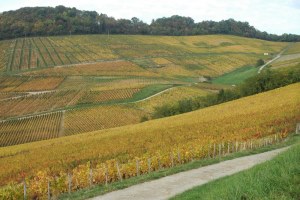 GAEC Hubert Clavelin et fils : Le vignoble à Le Vernois : Jura